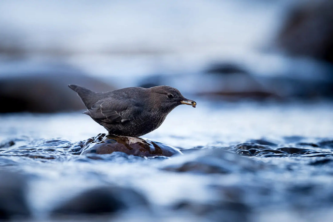 How to Create a Photo Essay in 9 Steps (with Examples)