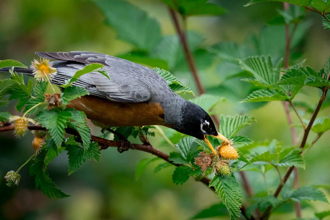 Transform Your Yard with Native Plants for Birds