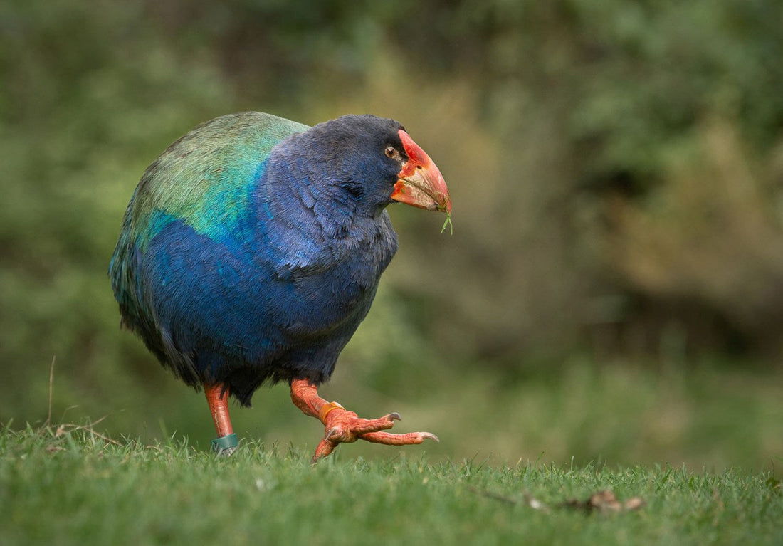 beautiful flightless bird