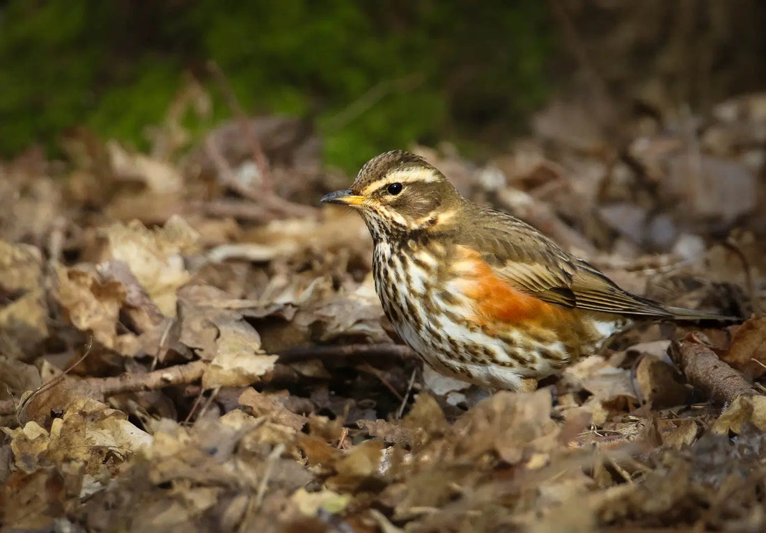 How to Create A Mulch Garden to Attract Birds