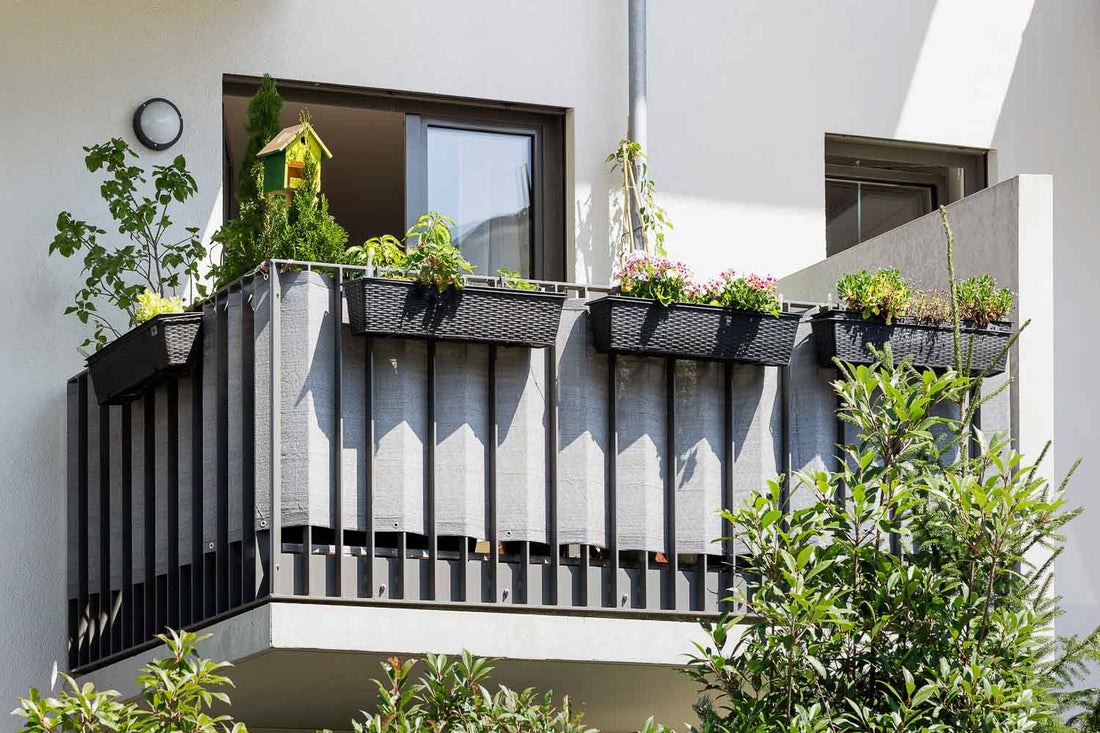 Balcony Birdwatching: How to Transform Tiny Spaces into Bird Havens