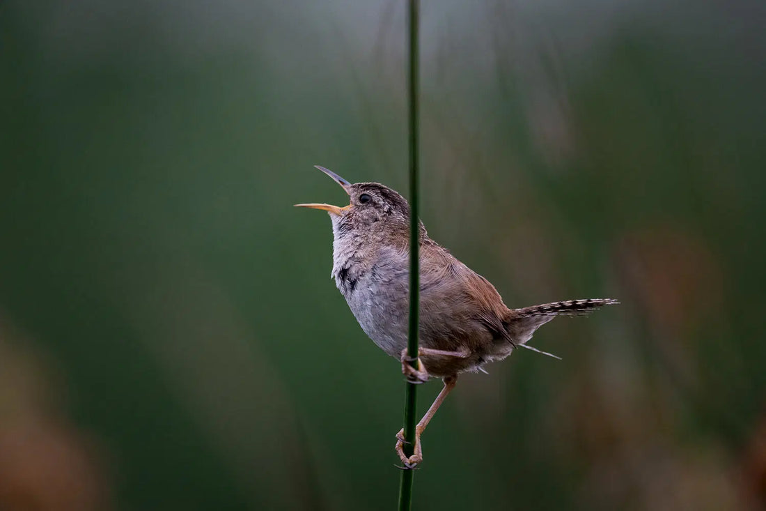 Identify Birds by Their Songs Using These Handy Bird Mnemonics