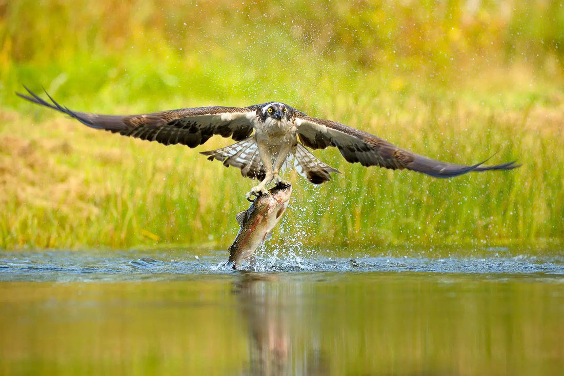 Photographing Birds in Flight: Expert Advice for Beautiful Shots