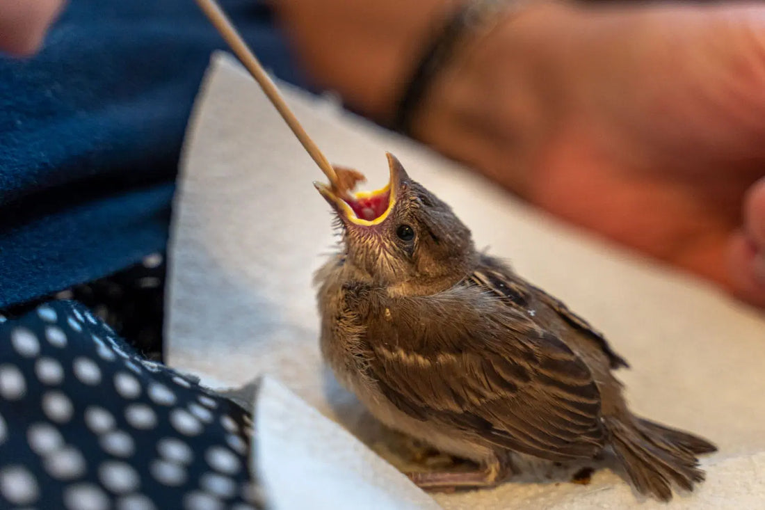 What to Feed a Baby Bird: A Complete Guide