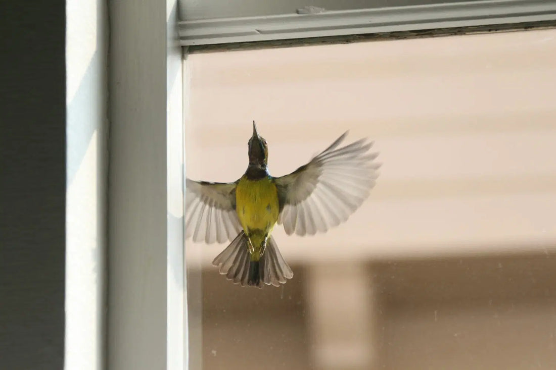 How to Keep Birds from Flying Into Windows