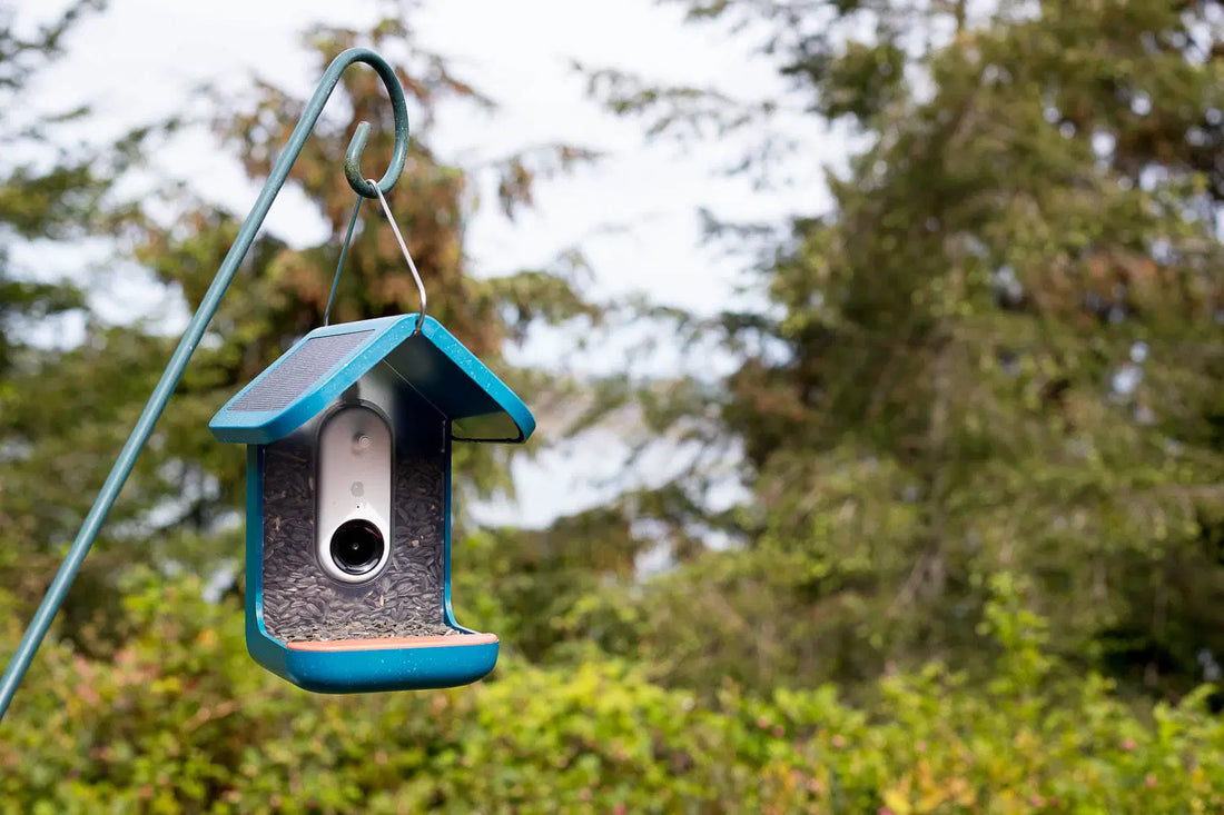 Bird Buddy Review: Our 6-Month Test and Verdict
