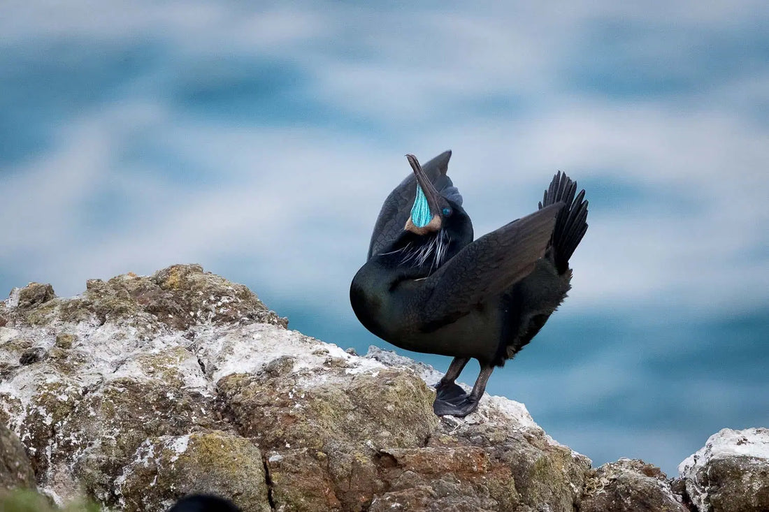 Shorebirds vs. Seabirds: The Quick Guide