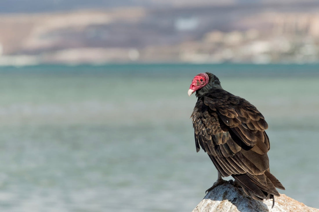 turkey vulture perched on a rock with the sea at the background
