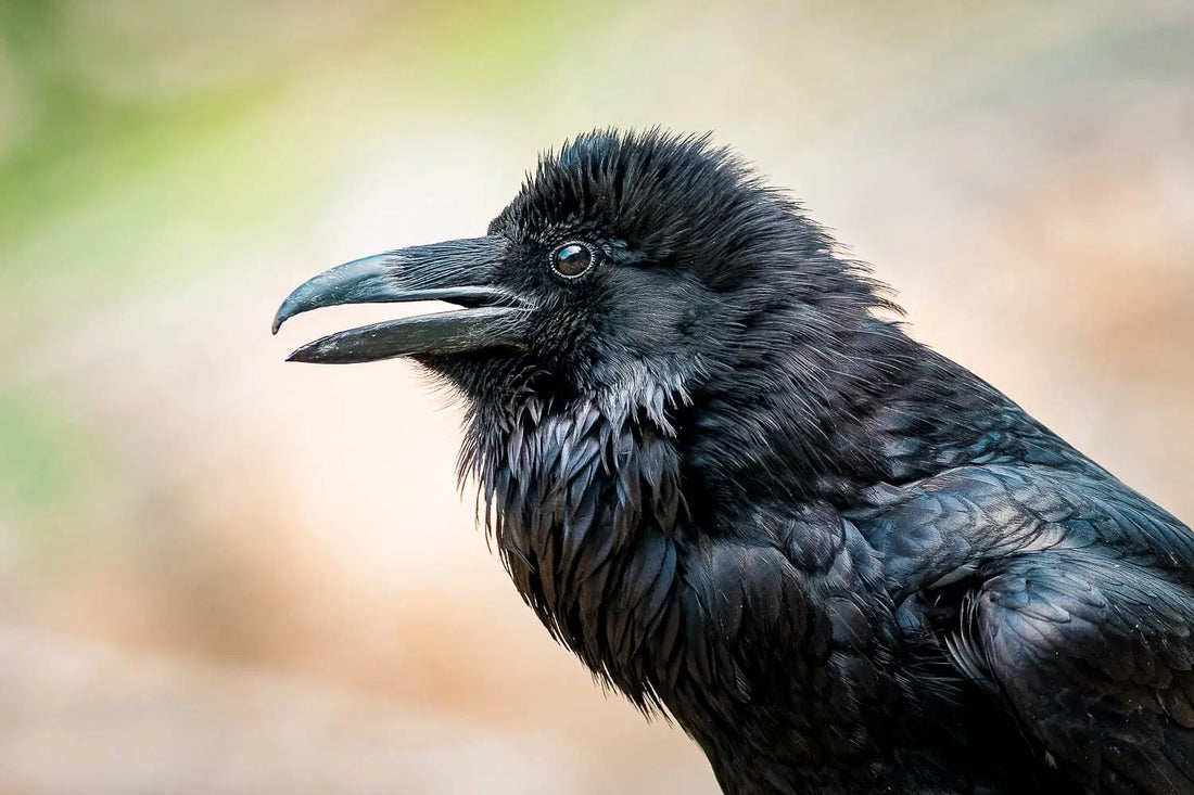 Raven vs Crow: The Key Differences in These Clever Birds