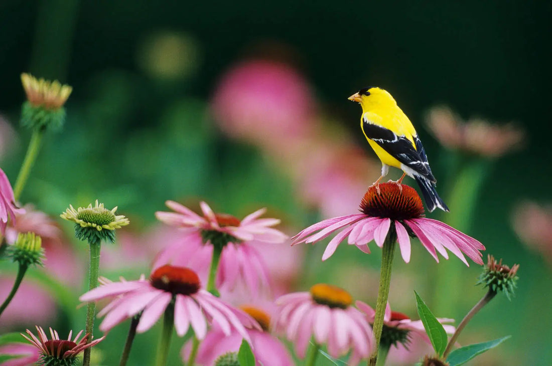 Spring Garden Prep to Welcome Back the Birds