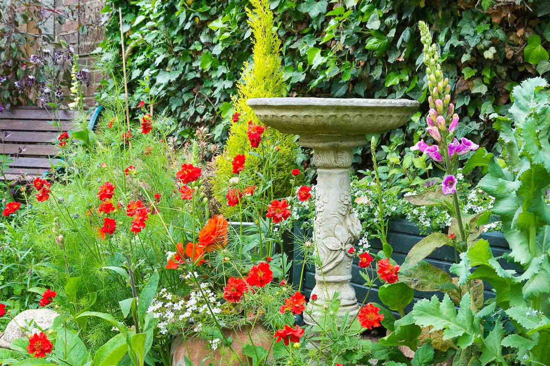 Summer Gardening Tips for a Bird-Friendly Backyard