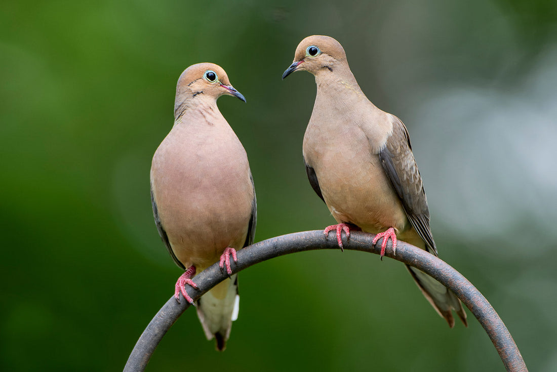 What Do Mourning Doves Eat and How to Feed Them