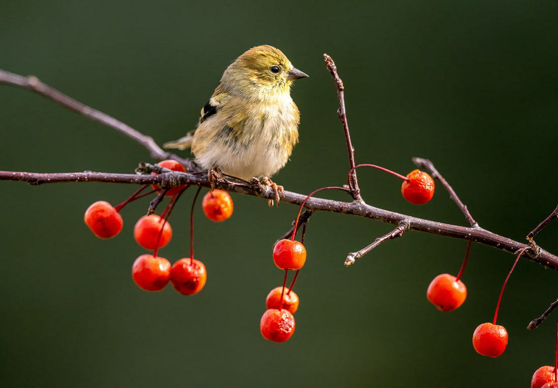 Fall Gardening Tips to Keep Birds Visiting Longer