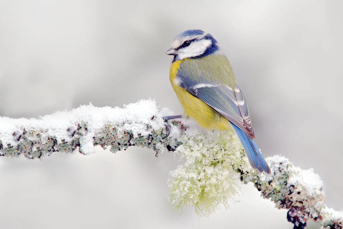Winter Gardening Ideas to Support Local Birds Year-Round