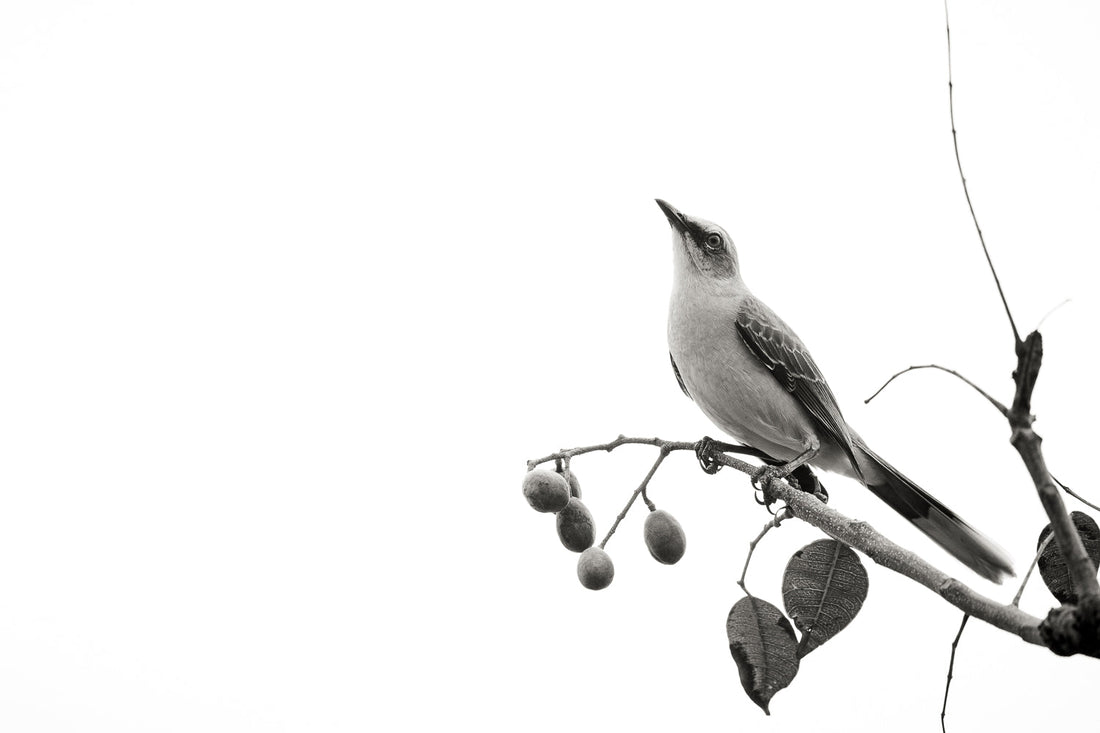 How to Shoot High Key Photography: Tips for Bright Nature Photos