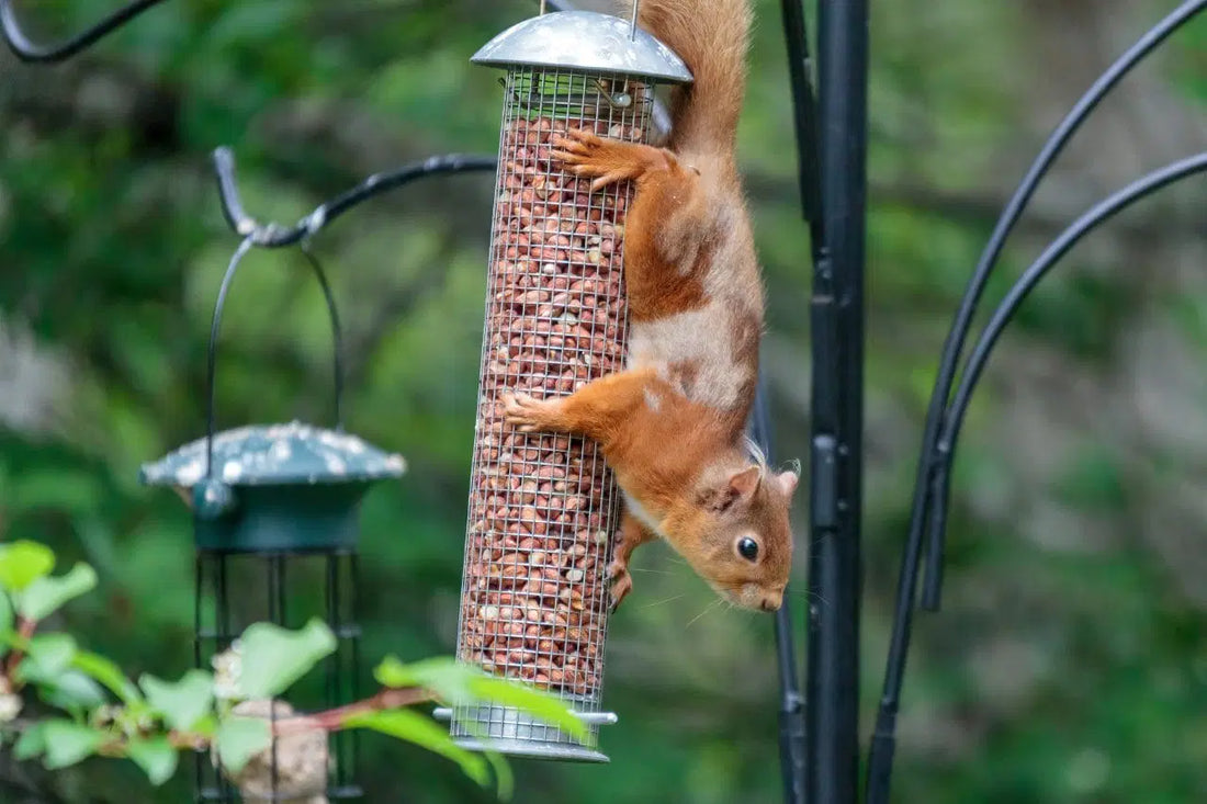 How to Keep Squirrels Out of Bird Feeders