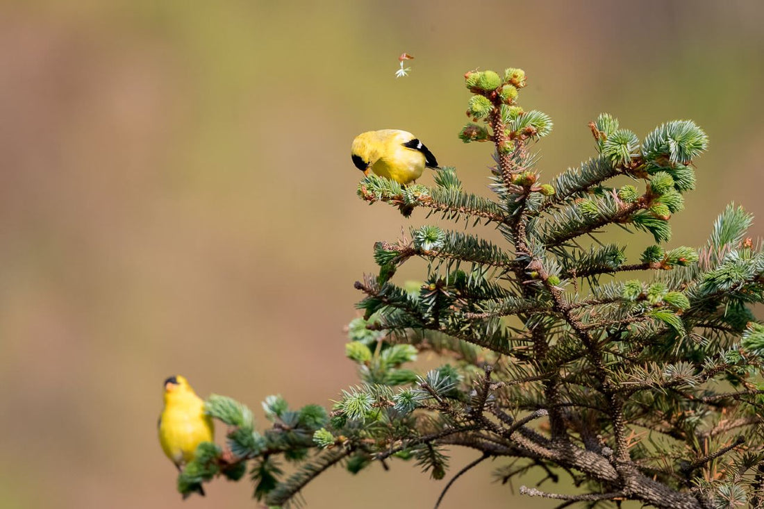 two american goldfinch