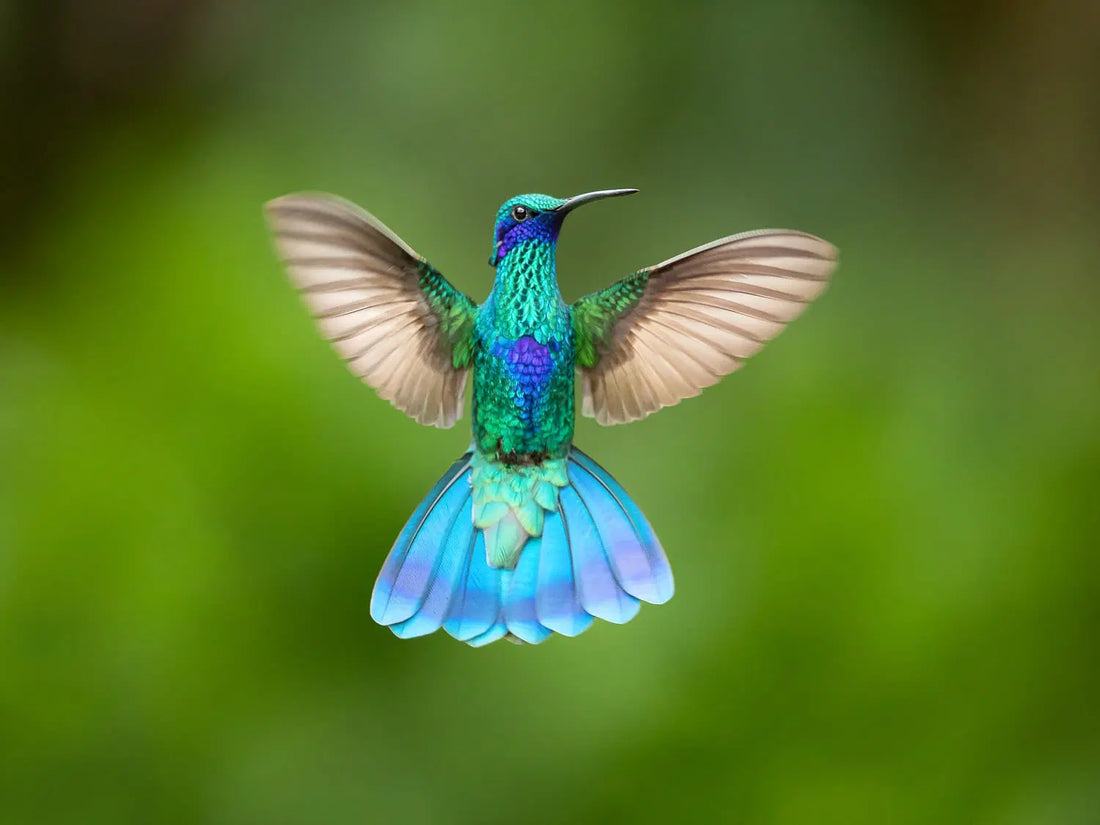 Hummingbird Photography: Essential Techniques for Beautiful Shots