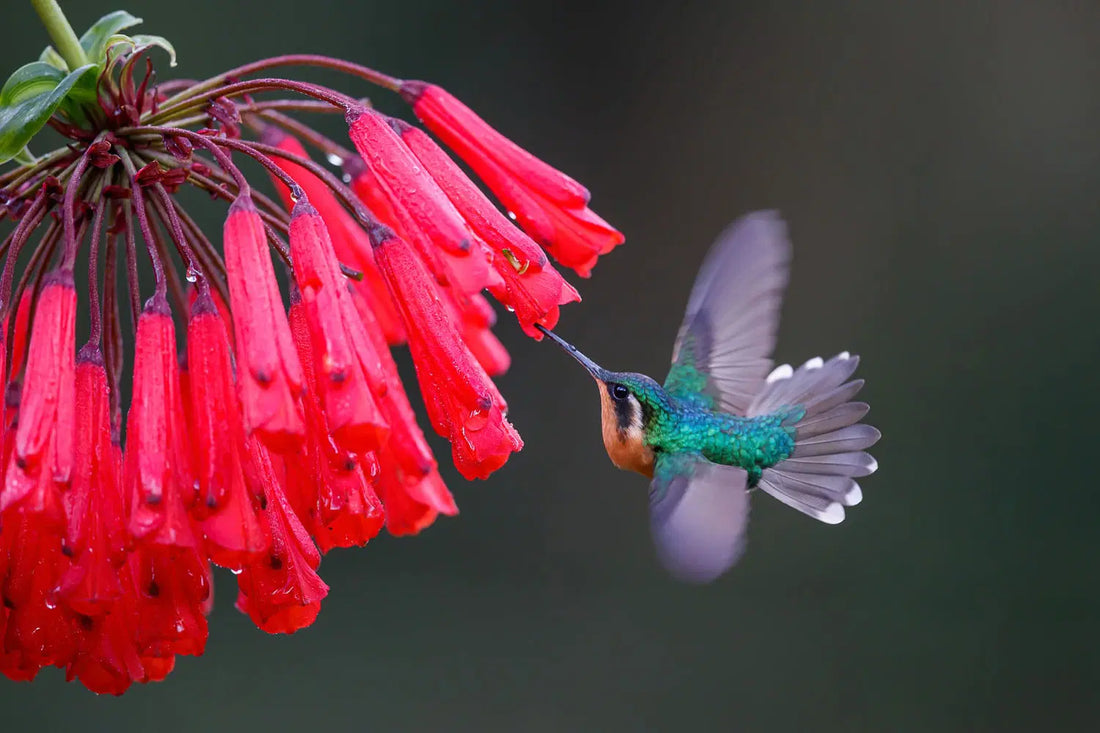 How to Plant a Hummingbird Garden: Tips to Attract and Delight
