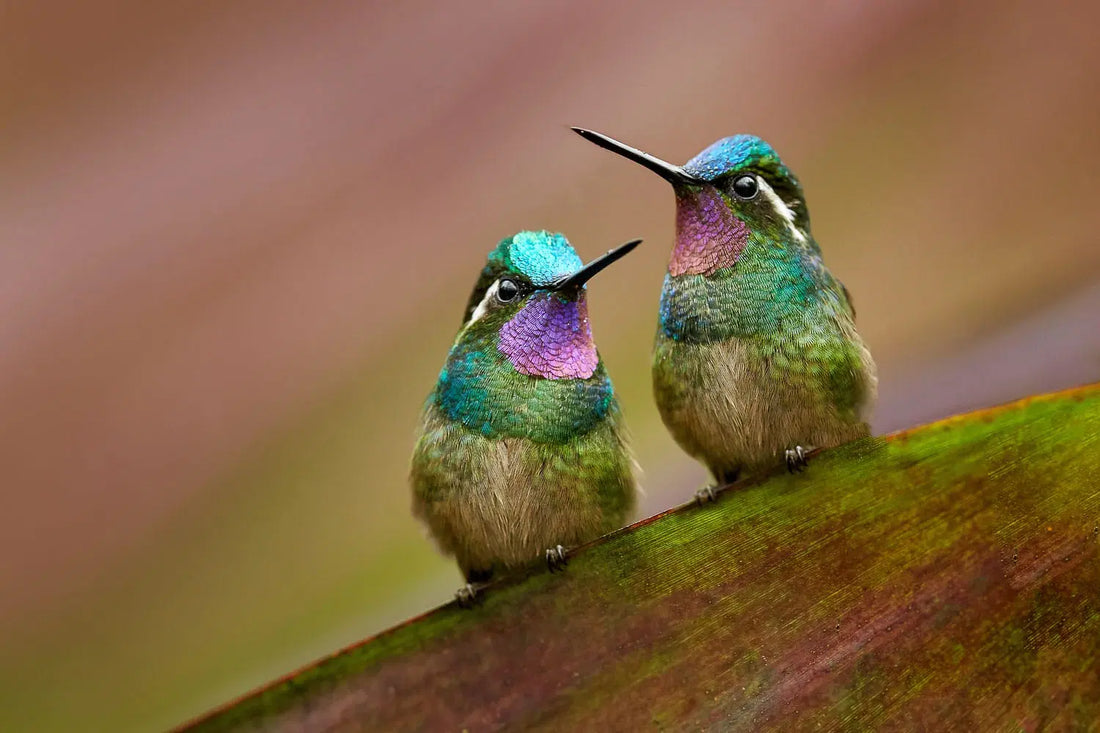 How to Attract Hummingbirds To Your Yard