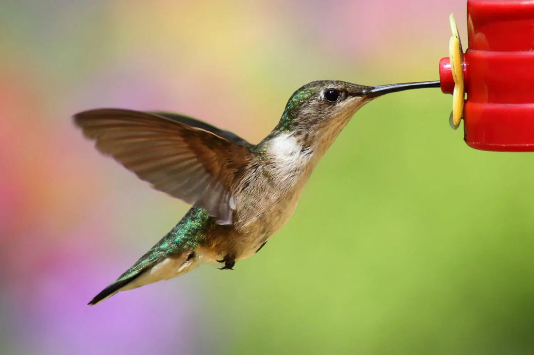 How to Make Hummingbird Nectar: Recipe for Safe, Sweet Food for Hummers