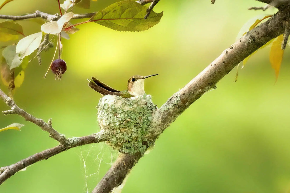 Hummingbird Nests: Secrets of the Ultimate Tiny Homes