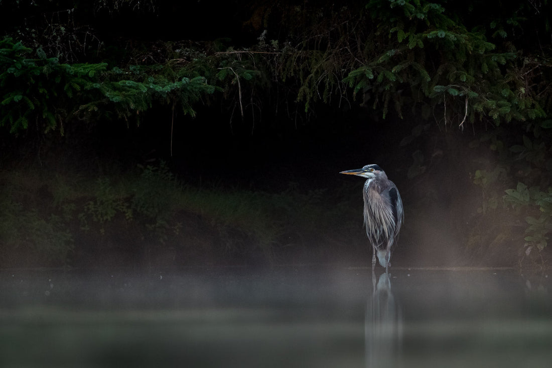 Low Key Photography for Birds (Tips and Examples)
