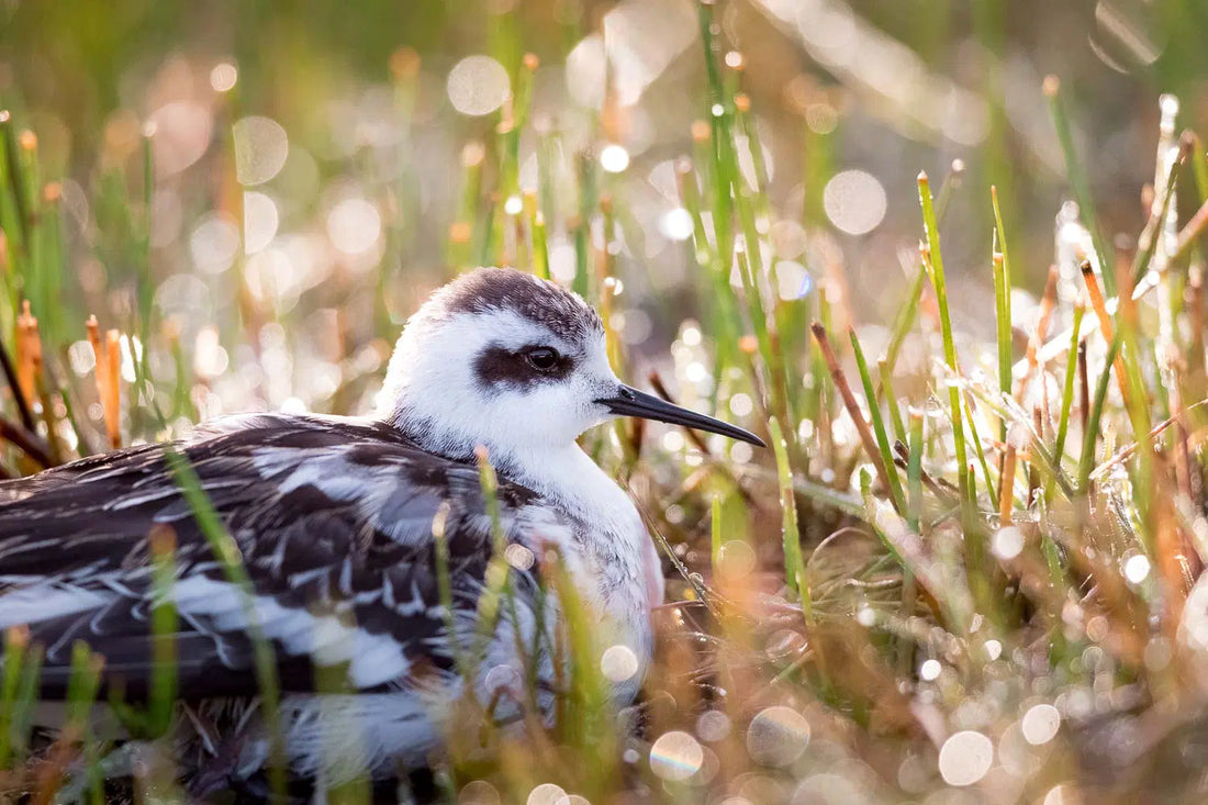 How To Get Started In Birdwatching A Beginner’s Guide