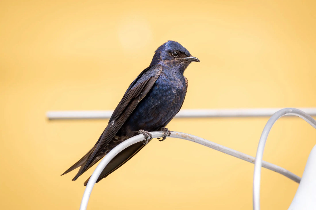 Purple Martins: The Complete Guide to Hosting North America’s Most Picky Tenants