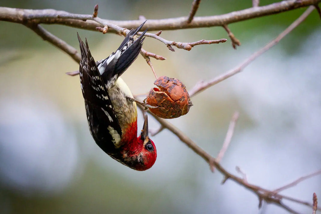 Guide to Feeding Birds for a Thriving Backyard Ecosystem