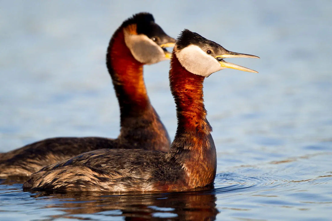 8 Easy Tips on How to Identify Birds