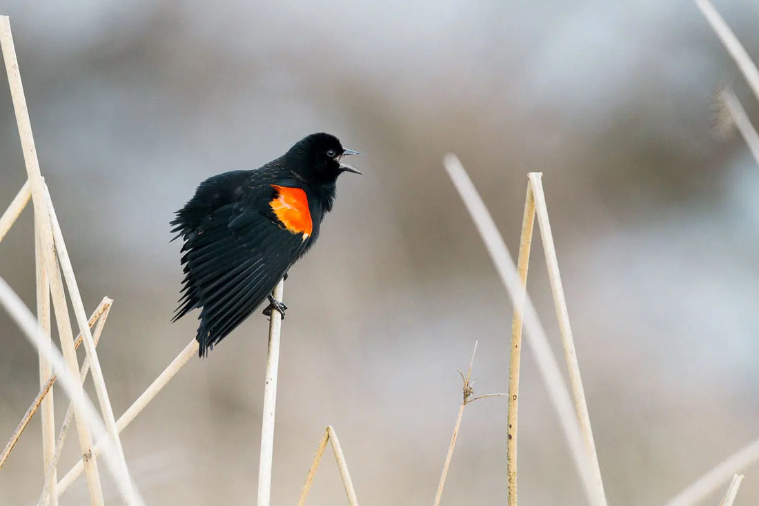 How to Bird by Ear: A Step-by-Step Guide to Getting Started