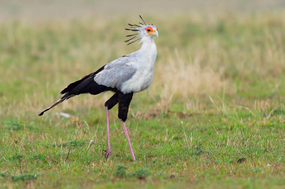 Bird Safari Photography: Practical Tips for Bird Photographers