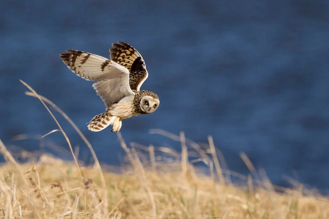 Owl Photography: How to Ethically Create Beauitful Images