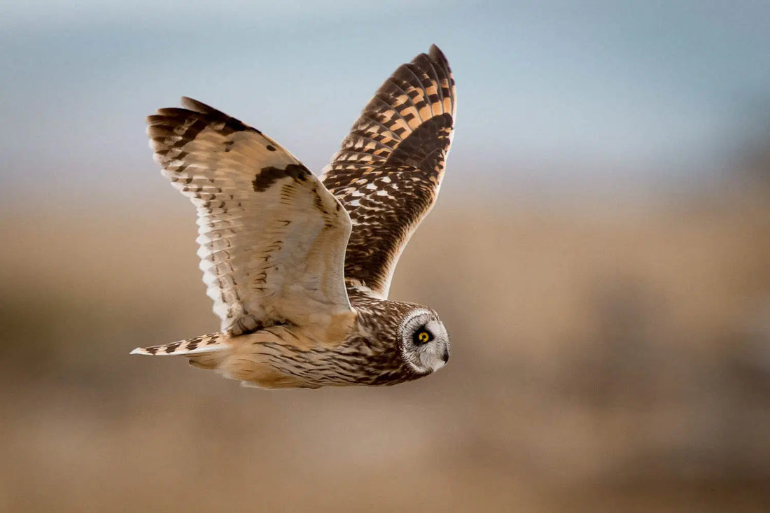 Owl Facts: 10 Fascinating Truths About These Nocturnal Raptors