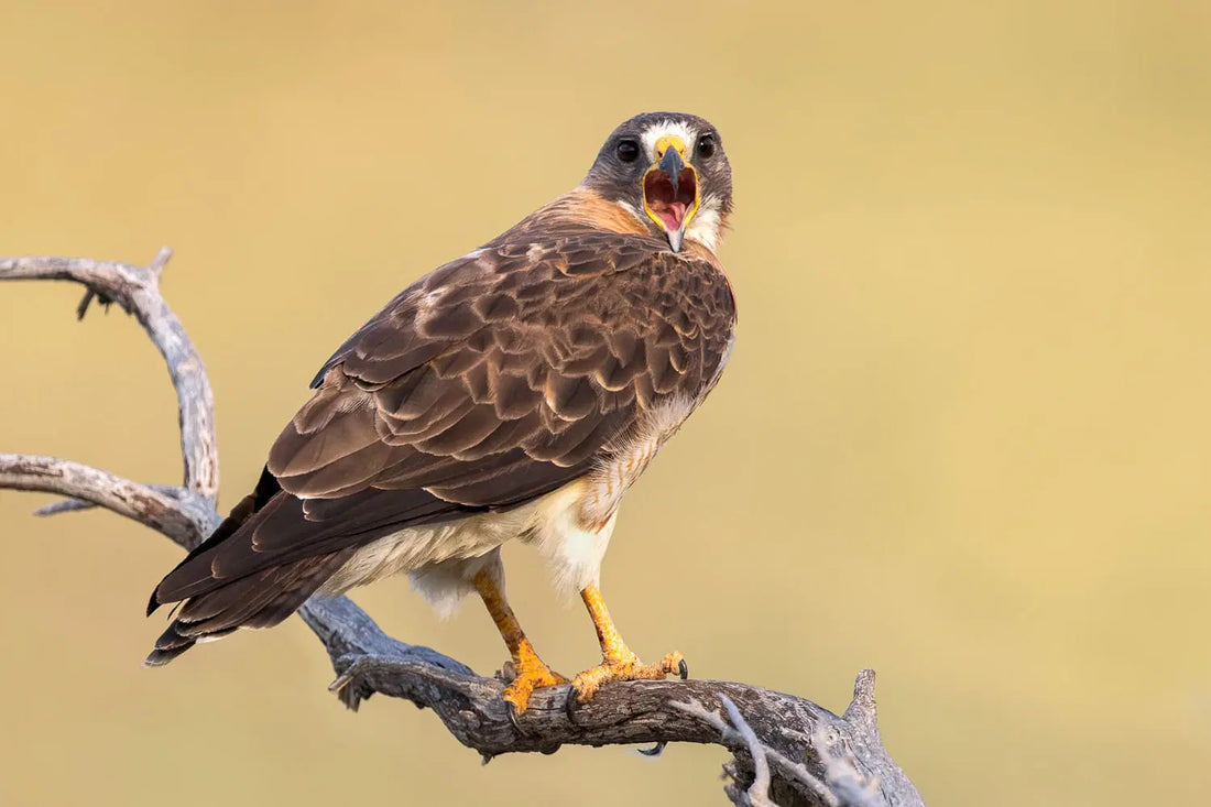 Hawk Identification: What You Need to Know