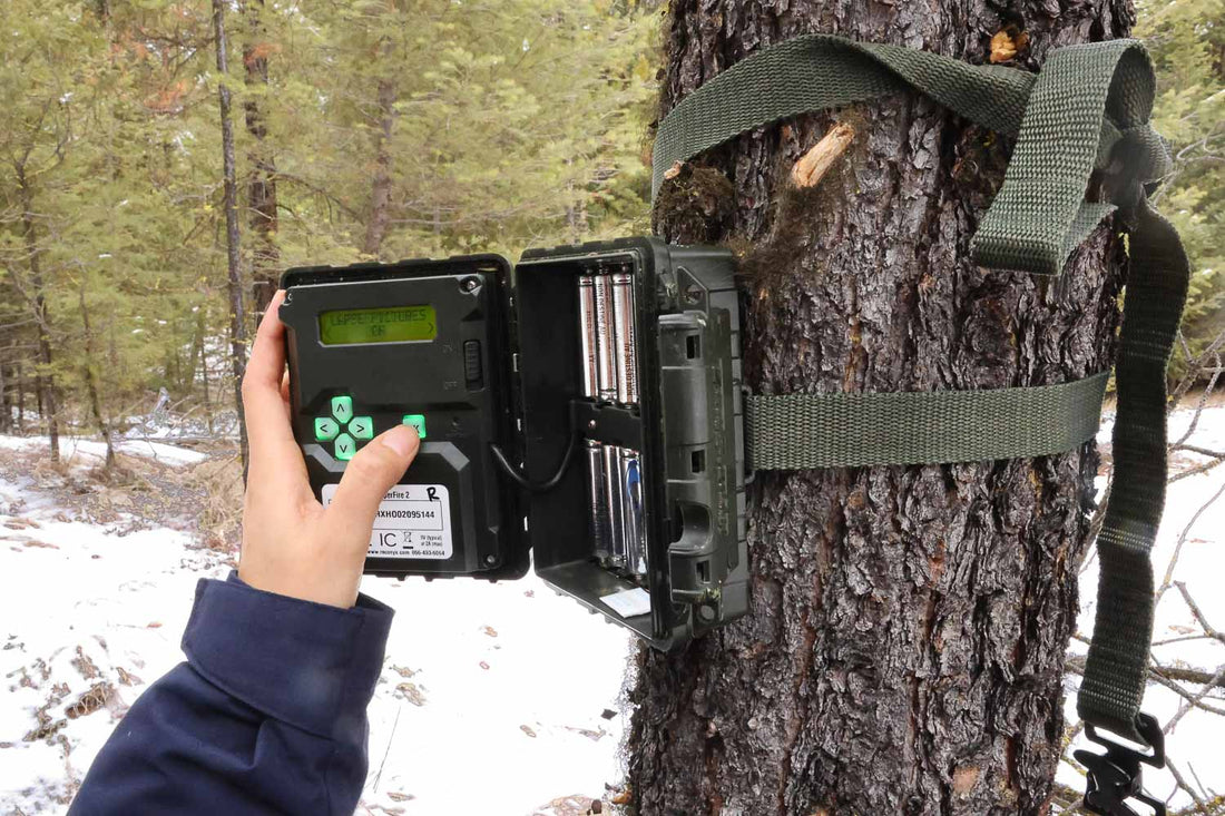 Trail Cameras for Bird Photography: How to Scout, Capture, and Learn About Local Birds