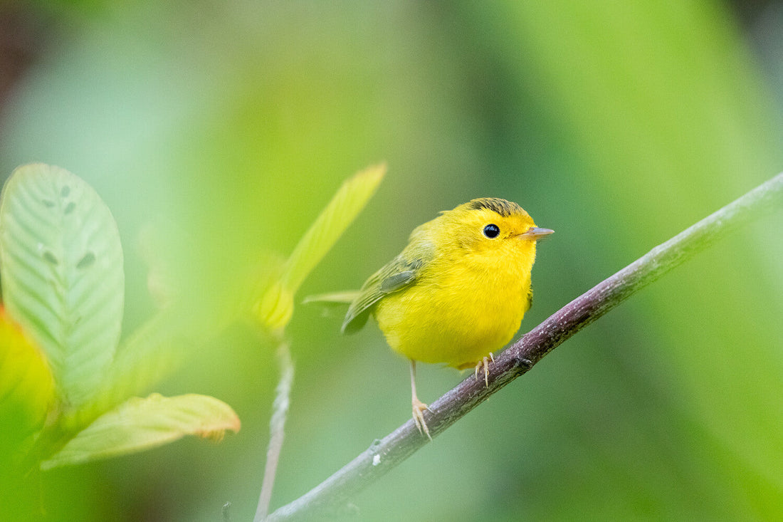 Bird Journaling for Beginners: What to Write, Sketch & Track