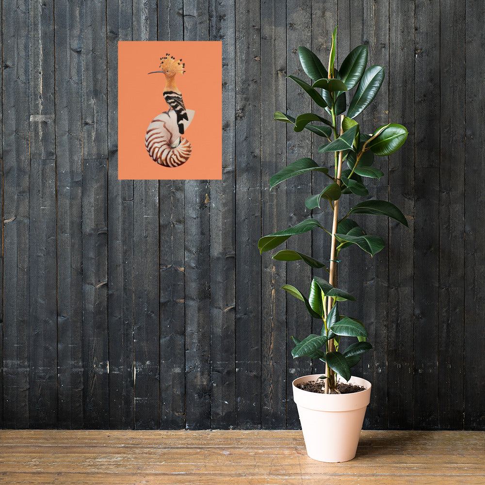 Hoopoe & Nautilus Matte Poster