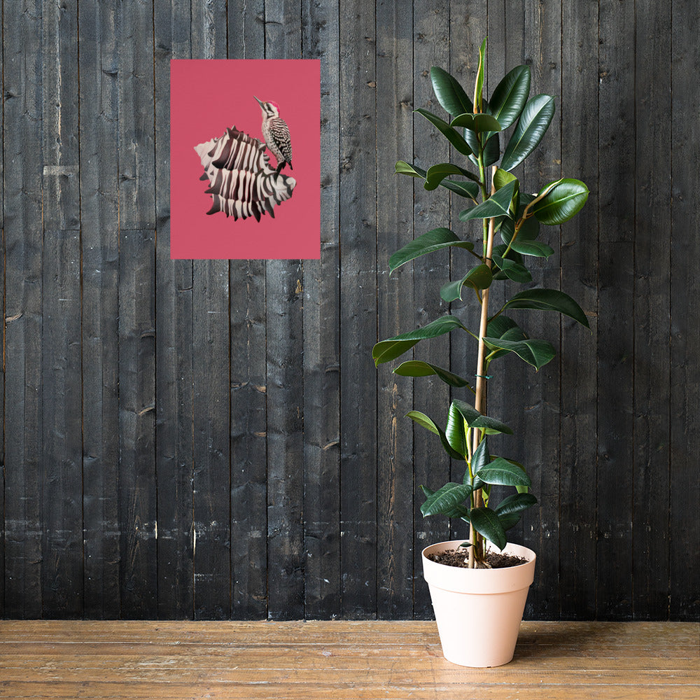 Woodpecker & Murex Matte Poster
