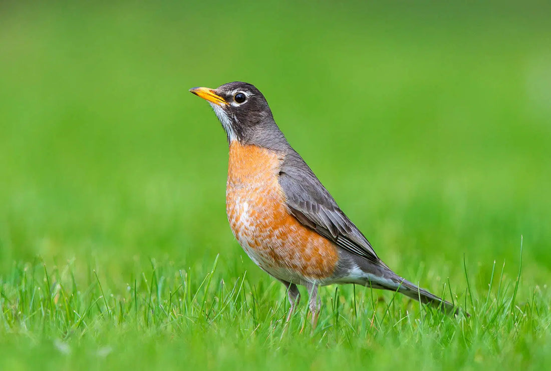 What Do Robins Eat and How to Feed Them