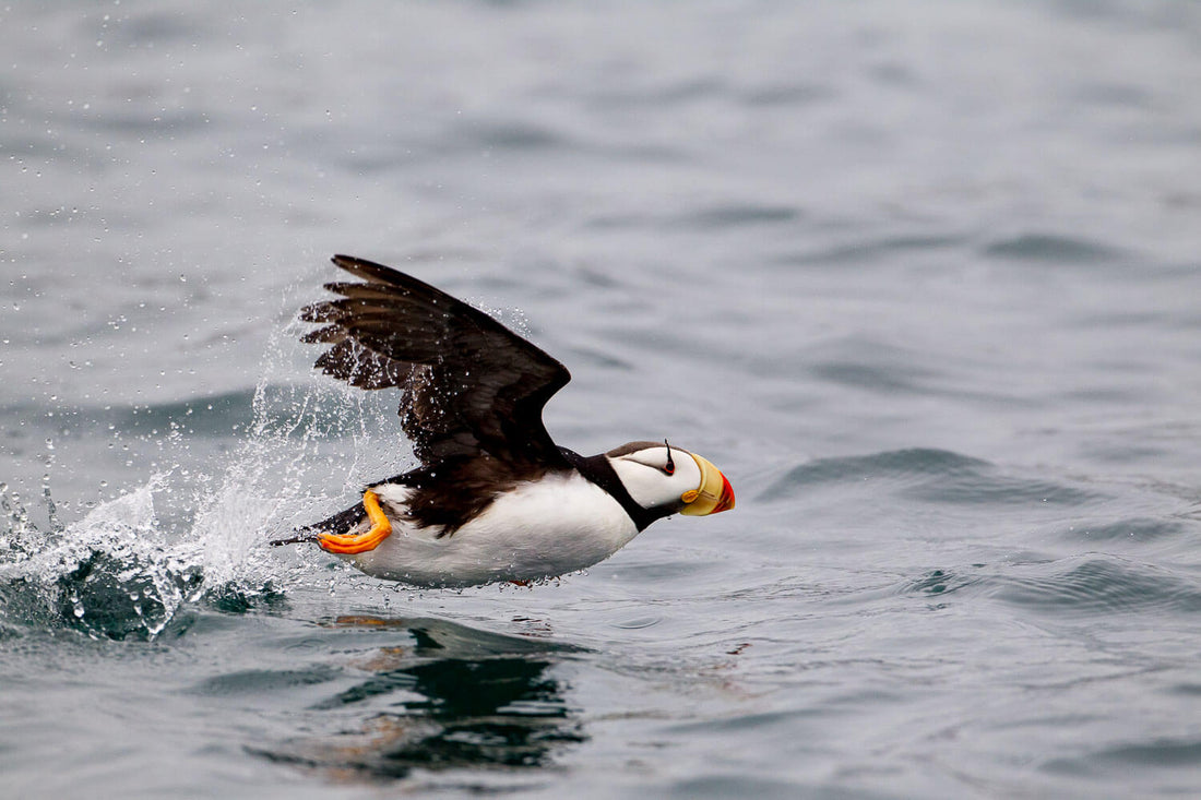 How to Be a Professional Wildlife Photographer: Step By Step Guide