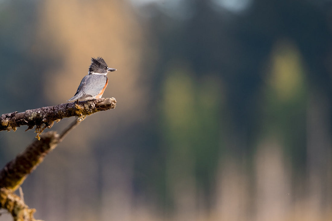 Portrait vs. Landscape Orientation: The Biggest Differences to Know