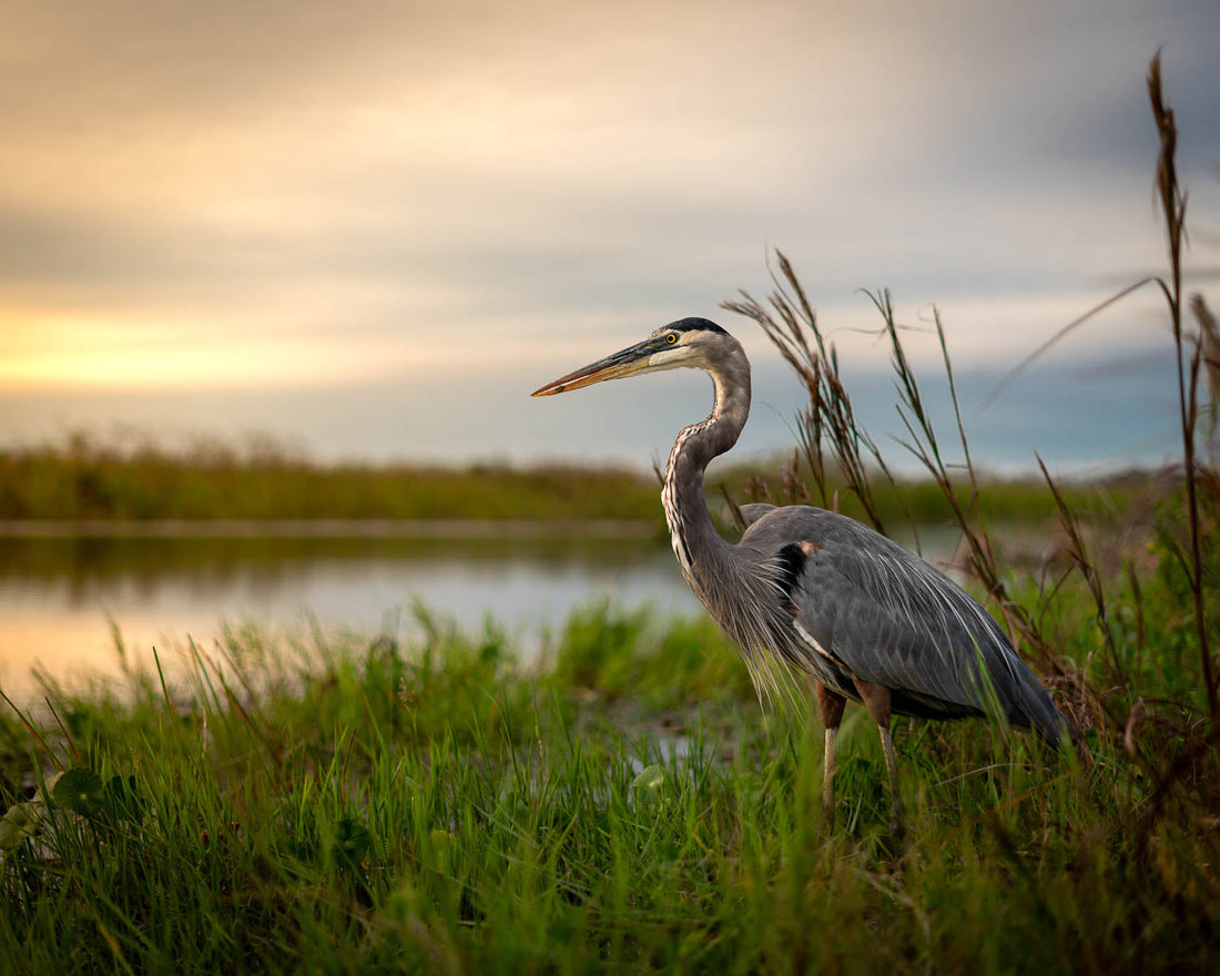 Egret vs. Heron: How to Spot the Subtle Differences
