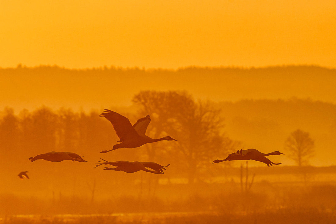 Do Birds Fly at Night?