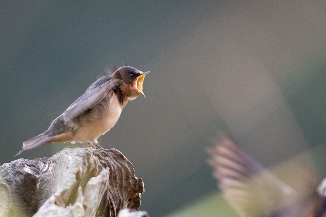 begging fledgling