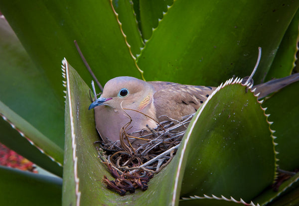 Dove Eggs: Identification, Nesting Timeline &amp; What Homeowners Should Know