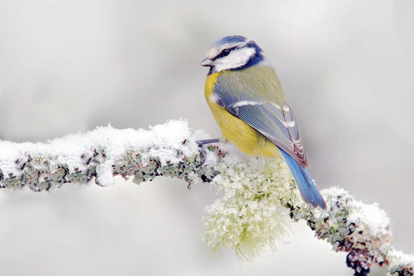 Winter Gardening Ideas to Support Local Birds Year-Round