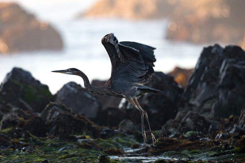 A Great Blue Heron lifts off from kelp-covered rocks at the surf line, wings spread