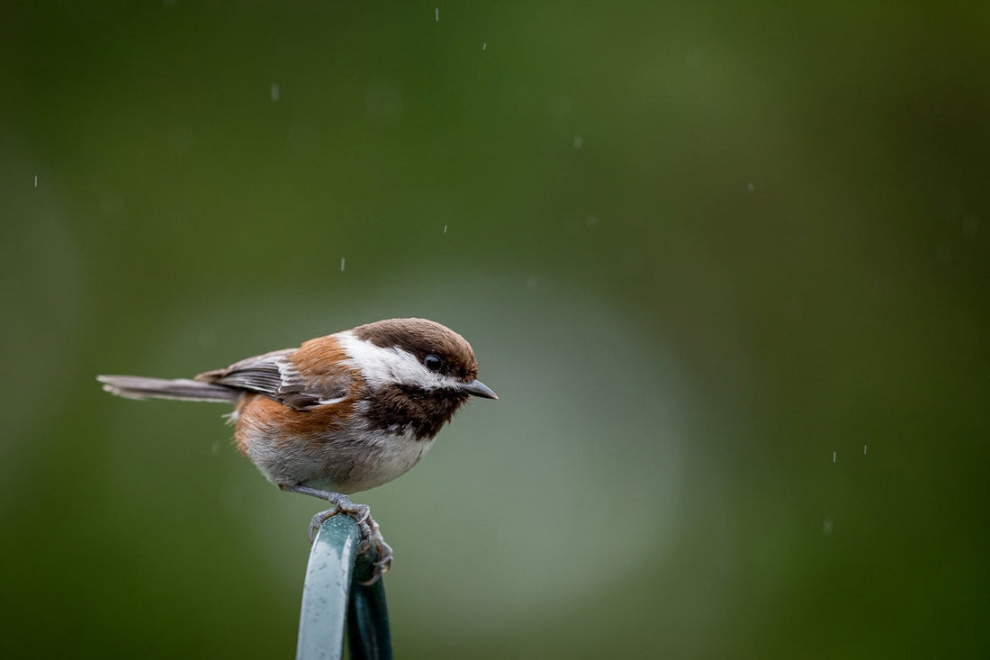 perfect shot of a chestnut backed chickadee